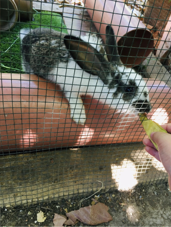 ارنب أليف للبيع زائد كل من يود ان يشتريه نفعل له خصم