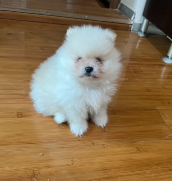 Pomeranian Male