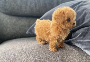 Teacup Poodle
