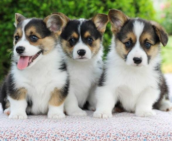 praiseworthy Pembroke Welsh Corgi puppies for sale