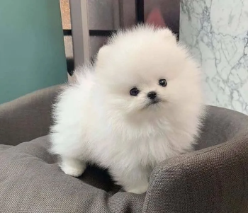 Teacup Pomeranian Puppy.