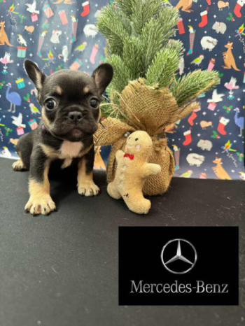 Fluffy French Bulldog Puppies