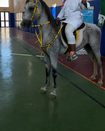 حصان شعبي للبيع