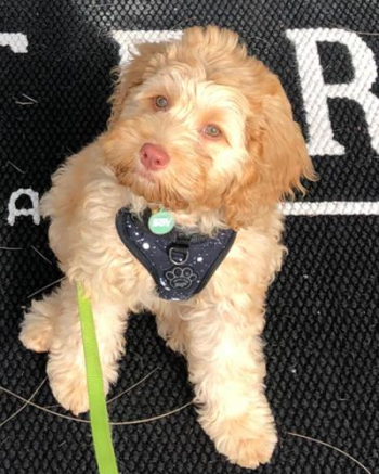 Male And Female Labradoodle Puppies for sale in Brooklyn, New York