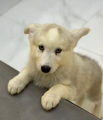 Husky Siberian Pure / هاسكي سايبيريا بيور