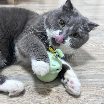 Laser pointer cat toy