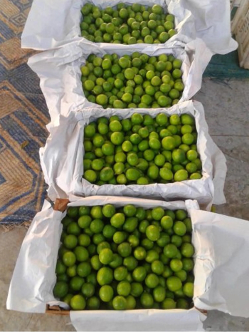 الليمون الطازج