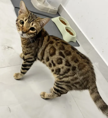 ذكر بنغال Bangle Cat