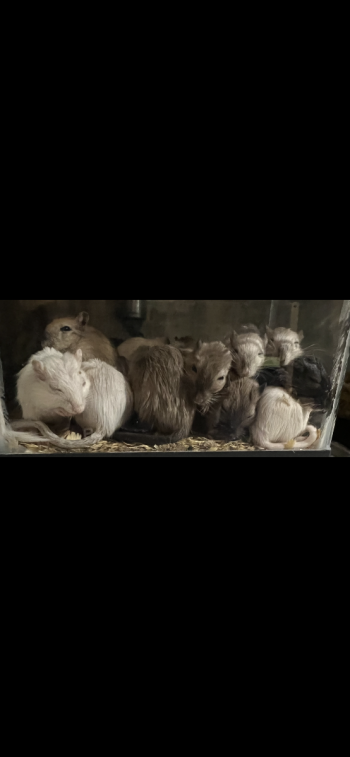 Gerbils