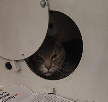 Butch Domestic Shorthair Adult Male in Portsmouth, Virginia