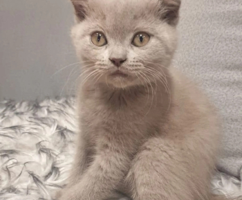 Unique Lilac Scottish fold
