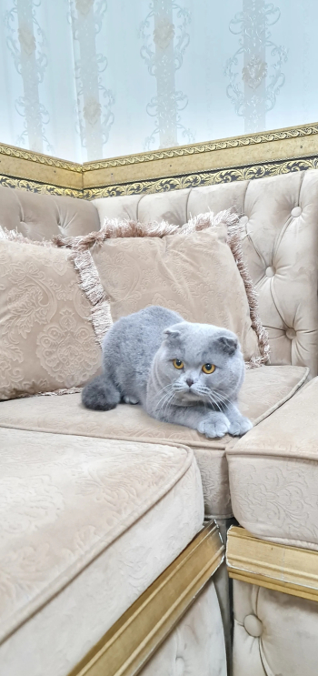 ذكر سكوتش فولد للتزاوج for mating only