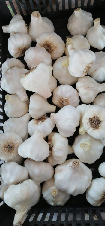 الثوم الطازج