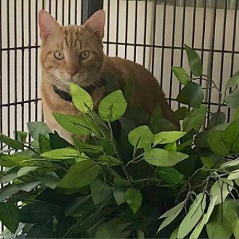 Corn Domestic Shorthair Adult Male in Lakeland, Florida