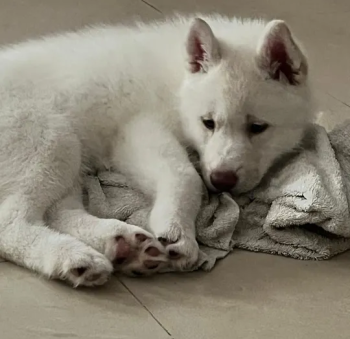 كلاب هاسكي للتبني