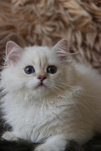 Adorable British Longhair cats for sale in Bangalore