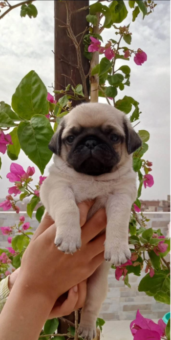 ولد ميني بج