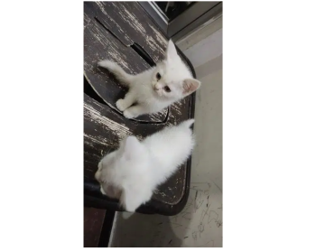Persian kitten for sale white pair black pair