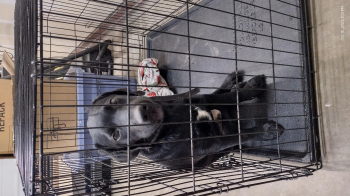 5 month old lab free to good home.