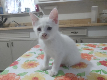 Beautiful kettes 8 wks.