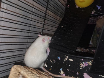 Free M Rats (2) 4 PICK UP (Flint MI)