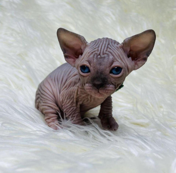 Healthy male and female Sphynx kittens Seeking (804) 800-8862