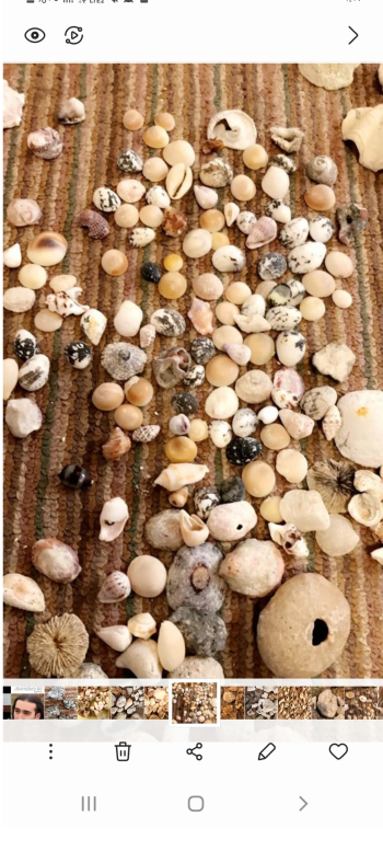 اصداف واحجار كريمة بحرية طبيعية 100%