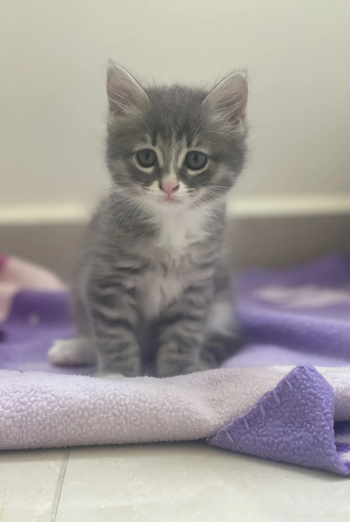 قطه للبيع صغيره