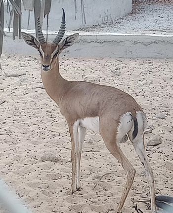 غزال ماشاءالله ذكر للبيع