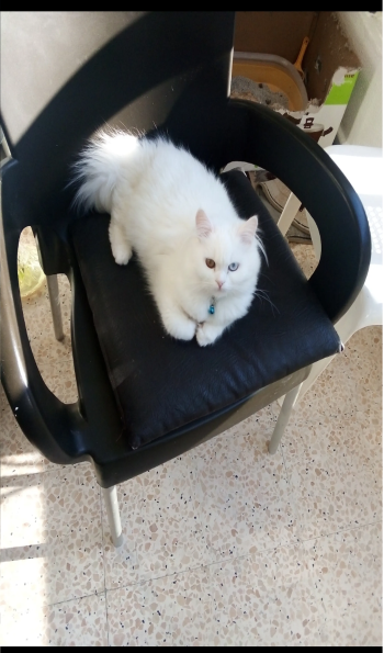 Turkish angora white