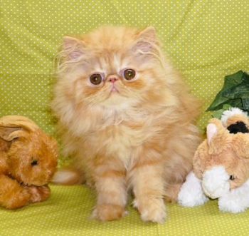 Persian Kittens 4 Pets