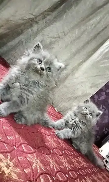 Persian cat/Persian kittens/triple coated/punch face