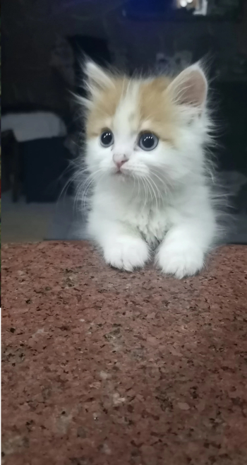 قطتين شيرازي