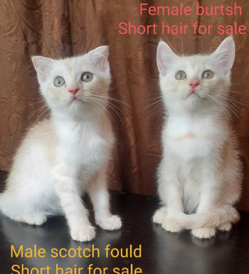 بسينات للبيع