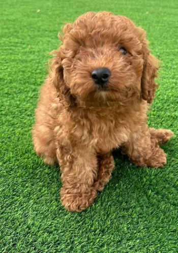 جراء صغيرة توي بودل