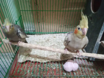 Cockatie pair for sale