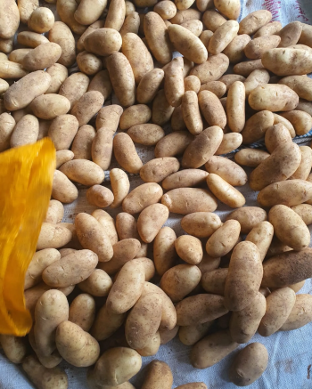 البطاطس الطازج 