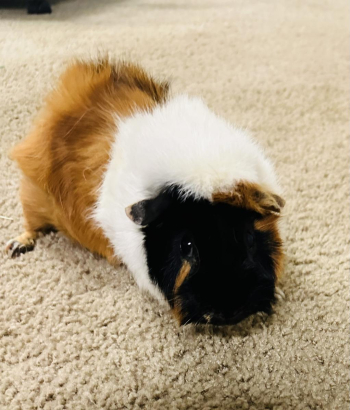 Two male Guinea Pogs