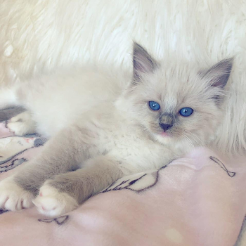 Ragdoll kittens for sale