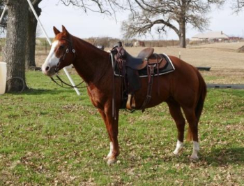 Poquita To The Max 2015 Sorrel Gelding. Kids Safe