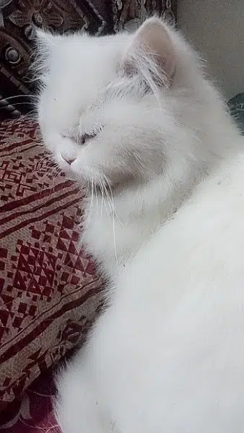 little trind nice cat plaing dite cats food and chikian