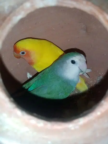 3 Love Bird's Pair's Are Avaliable.