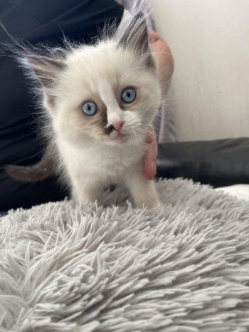 Rag doll kittens 9 weeks old ready