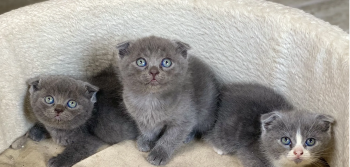 Scottishfold kitten