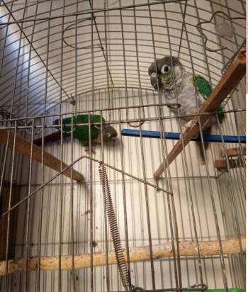 قص بغبغاء الجرين شيكد