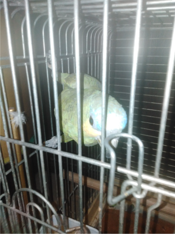 ببغاء الأمازون بلوفرنتدي متكلم ذكي جدا