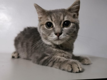 British Shorthair cats in Bangalore - Breed n Breeder