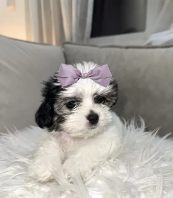 BELLA OUR SHIH TZU