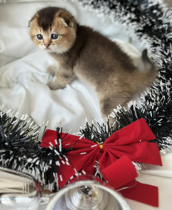 Scottish fold kittens