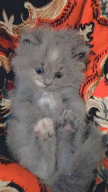 Persian kitten triple coat Blue eyes